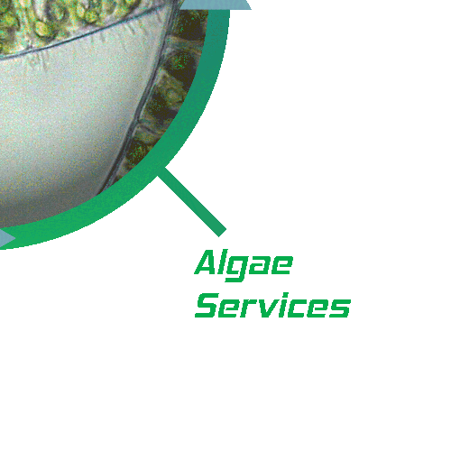 Algae Expert