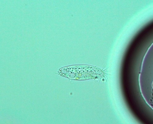 Picture of a Euploties algae eater