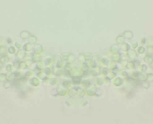 Picture of chlorella for back ground image of web site.