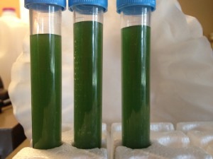 Picture of algae in testing phase.