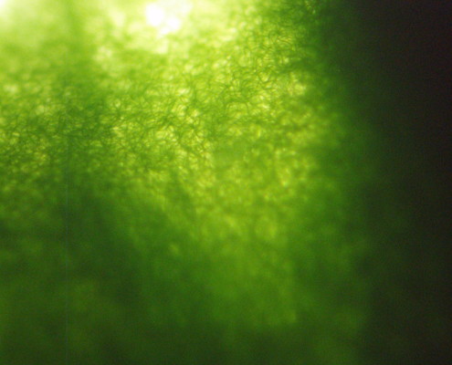Picture of Spirulina in water.