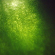 Spirulina in moving water