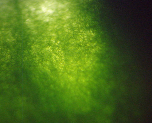 Spirulina in moving water