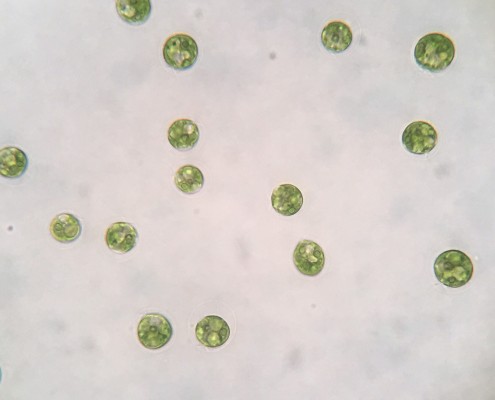 Microscopic picture of Haematococcus in motile phase.